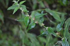 Pouzolzia zeylanica